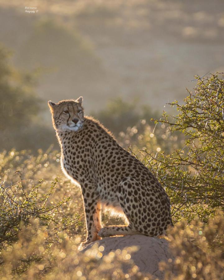 Woodbury Lodge - Amakhala Game Reserve Εξωτερικό φωτογραφία