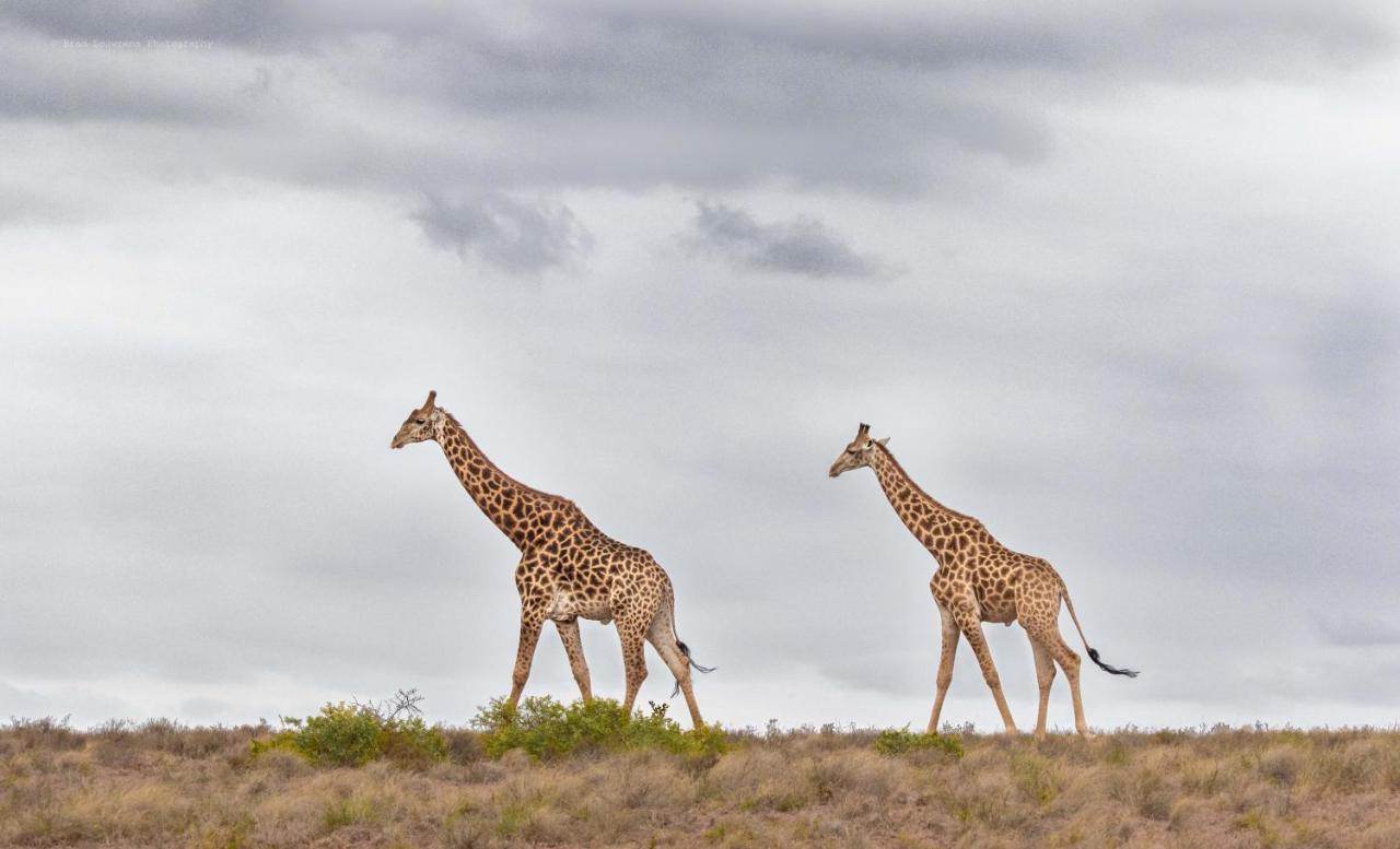 Woodbury Lodge - Amakhala Game Reserve Εξωτερικό φωτογραφία