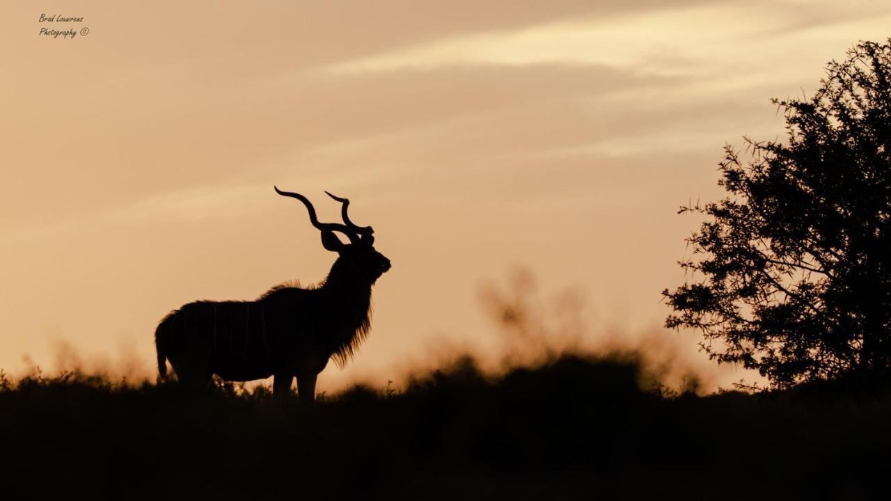 Woodbury Lodge - Amakhala Game Reserve Εξωτερικό φωτογραφία
