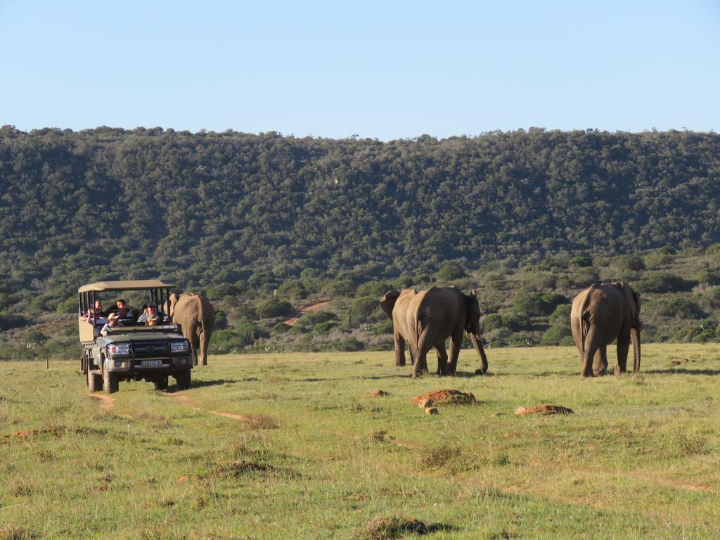 Woodbury Lodge - Amakhala Game Reserve Εξωτερικό φωτογραφία